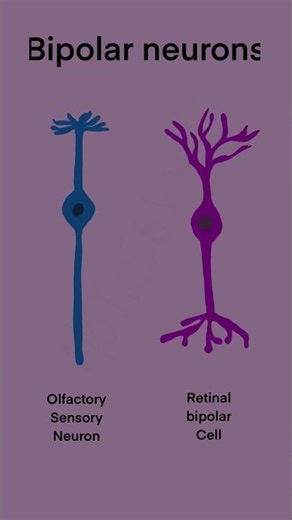 🧠 Bipolar Neuron | Labelled Diagram & Quick Explanation