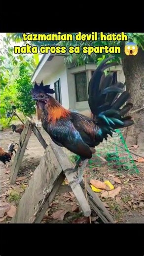 tazmanian devil hatch + spartan 😱💪🐓 #ayam