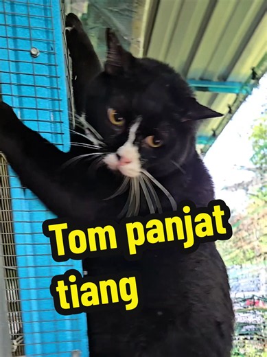Replying to @bulanbintang8817 Acu. Sy dah potong kuku Tom sikit. Takdala asik nyangkut di Net, mcm vtt sy ni. 😂😂😂 Bila Tom memanjat je, Sy cepat2 standby kat bawah takut dia jatuh pulak. Nauzubillah min zalik. #playtimefun #tuxedocat #tom