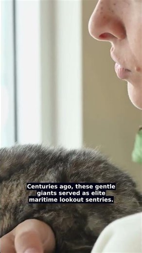 Your Maine Coon's Secret Sailor Past 🐱🐾