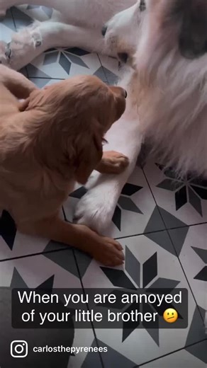 I did not k dogs could make that noise but we move #cow #cownoise #animal #cute #adorable #pyrenees #goldenretriever #dogs #taylorswift #taylorsversion