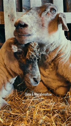 All of these beautiful souls have now crossed the rainbow bridge🌈. With hundreds of animals in our care today, and thousands who have passed through our lives over the years, loss has become a familiar companion. But it never gets easier. Each one was loved deeply. Each one was kept safe. Each one was given everything we had to give 💕 And now, all we have left are the memories we hold onto so tightly… memories that shine just as brightly as the lives they lived with us. 🐑Our gentle elderly pa