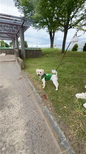 This Cute Little Dog Started Eating Grass… But Why? 😱🌿 | Amazing Animal Behavior