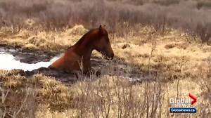 100K views · 416 reactions | The two-year-old horse believed to have been stuck in a mud pit for several hours was successfully rescued. READ MORE: https://bit.ly/35K3DBR | Global News | Facebook