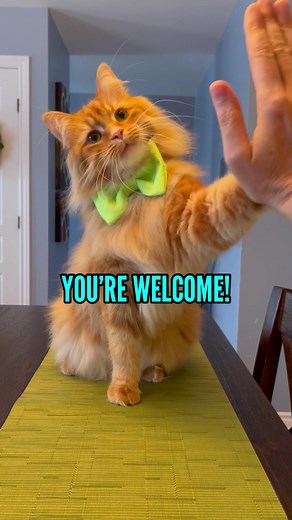 Adorable Cat Enjoys Pudding Time | You're Welcome 🧡