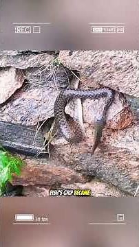 Snake vs fish: who is the hunter? #wildanimals #animals #foryou