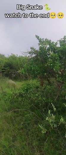 Discover the Biggest Snake in Limpopo