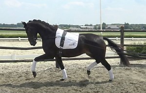 23K views · 1.2K reactions | *sold* For sale, 3 year old mare, Davino x Wynton. Sensitive horse but sweet. www.quality-horses.com | Quality Horses | Facebook