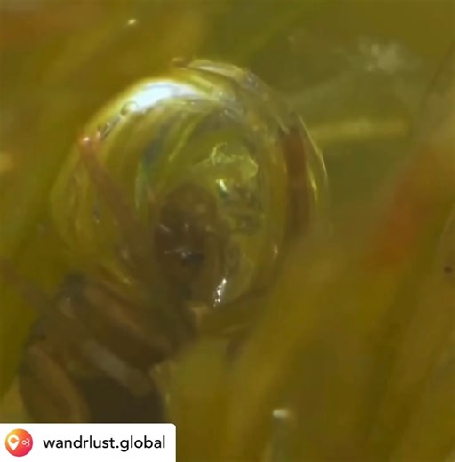 An underwater spider? Whhaaatt? 🕷️ 💧 How does it breathe underwater? 👇 🕷️The Diving Bell Spider (Argyroneta aquatica)! 🌊💦 🔹 The Argyroneta aquatica, known as the Diving Bell Spider, is the only spider that lives almost entirely underwater. Found in freshwaters across Europe and Asia, this fascinating creature constructs a dome-shaped web known as the “diving bell” between aquatic plants. 🔹 This spider carries air from the surface down to its submerged web, turning the bell into a physica