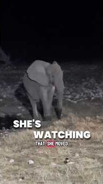 Night life at the water hole in Namibia! #wildlife #namibia #explorenamibia #kpassionate