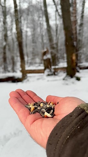 First Visit Jitters: The little yellow bird hesitates at the snack buffet in my hand. Is it his first encounter with this tempting spread? | Squirrels by Fotoscenen