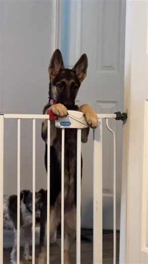 Kermit the Cat vs. Hershey: A Cuddle Showdown