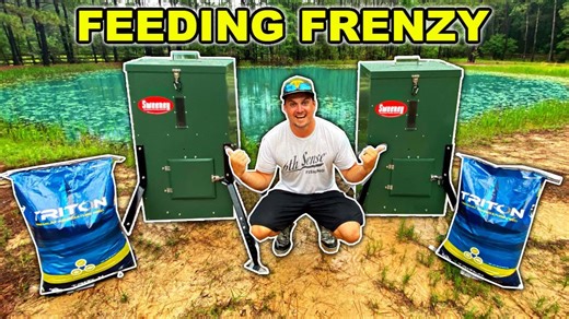 Installing fish feeders in backyard pond