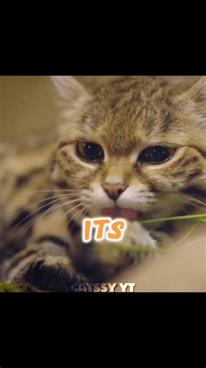 Meet THE DEADLIEST CAT on earth btw😭🙏