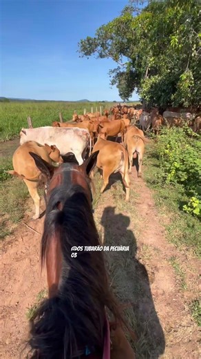Checking on the Caracu cows #animal #cattle #farm