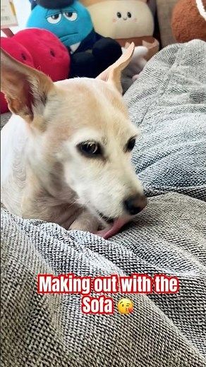 Making out 💋 with the sofa!😝