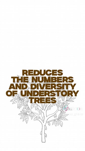 Ched_ghana on TikTok