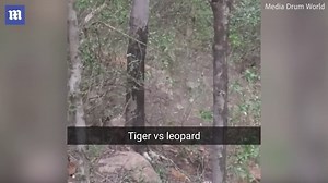Moment female tiger kills young leopard after fierce fight