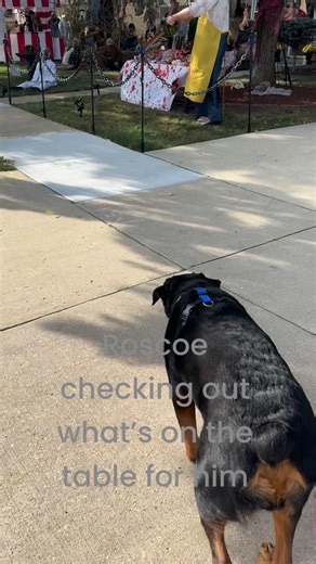 Roscoe thought he spotted some snacks #Halloween#addison #DogWalkingAdventures | Happy Walks Pet Sitting Inc