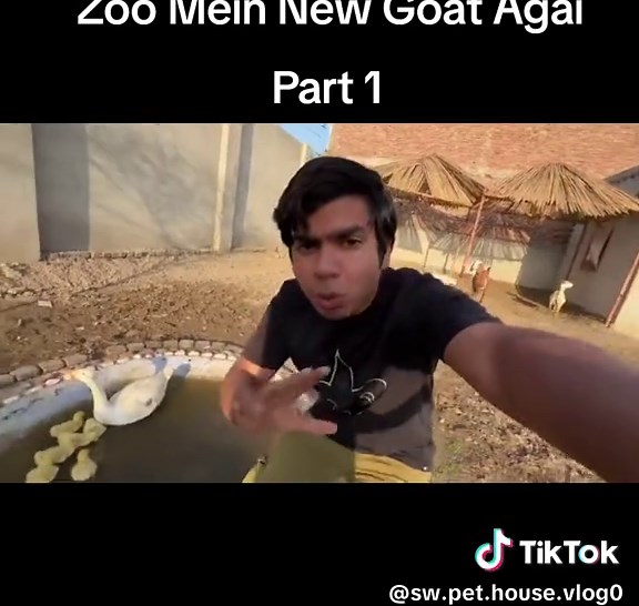 Fun Interactions with Goats in Outdoor Settings