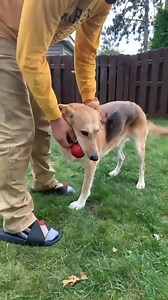 9.5K views | White Paws German Shepherd Rescue on Reels | Facebook