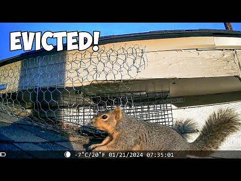 How to Get Rid of Squirrels in your Attic