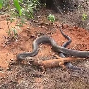 464K views · 1.4K reactions | King cobra swallow monitor lizard Please join this page to see more Amazing Animals | Magic Animals | Facebook