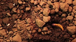 Blind Snake Eating Mealwormits Non Venomous Stock Footage Video (100% Royalty-free) 1097680267 | Shutterstock