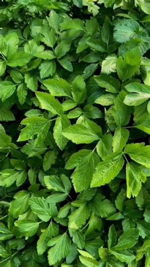 5 Science Facts Jo Aapka Dimaag Hila Denge 🤯#ScienceFacts #AmazingFacts