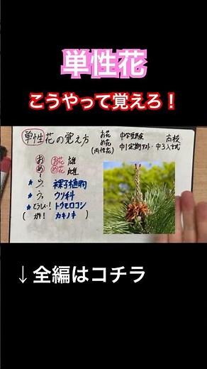 【単性花(雄花と雌花)の覚え方語呂合わせ】わかりやすい解説｜植物分類・花のつくり・裸子植物(マツ)・ウリ科(カボチャ)・トウモロコシ【中学受験・中1定期テスト・中3高校受験勉強授業】 #shorts