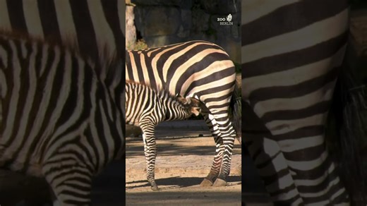 Adorable baby zebra explores the world with tiny steps