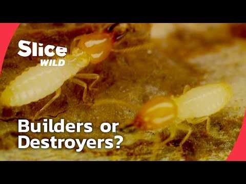 Termites Attack – Nature’s Silent Engineers I FULL DOC | SLICE WILD