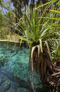 Crystal Clear Water😍🌴 📍Bitter Springs, Northern Territory, Australia Credit : @wanderingwillow_ | New To Melbourne