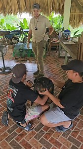 325K views · 5.2K reactions | As a responsible owner, booster shots for 5-in-1 and anti-rabies is a must. Prevention is better than cure. #goodalpha #themodernancientdiet #superolangmalakas | Supero Dog Farm | Facebook