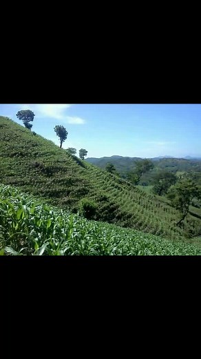 Exploring Coffee Plantations: Processing Fresh Coffee Beans