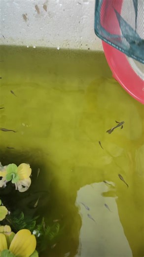 Big Ear Red Mosaic Guppies: Care and Characteristics