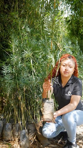 Bambú para cercas naturales 🎋🎋#bambu #bamboo #bamboofence #bambuparacercas | Bambu Tico