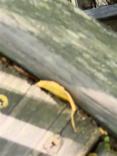 The model￼ Amtrak ￼