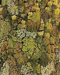 Absolute truth 🧬🌲🍄🍂 ・・・ Nature is not mute, it is man who is deaf — Terrence McKenna via #100thseed @100thseed thank you fir this glorious reminder 🙏🏼 | Andrea Lowell