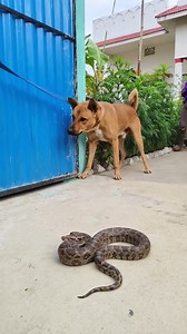2M views · 7.1K reactions | Smart Dog Vs Python Snake  #highlightseveryone | Vikram Virat | Facebook