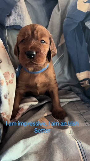 3.5 week old Irish Setter. Smart and sweet. #irishsetter #puppies #irishsetterpuppy #irishsetterpuppies #irishsetterstella #puppy #akcchampionshipline