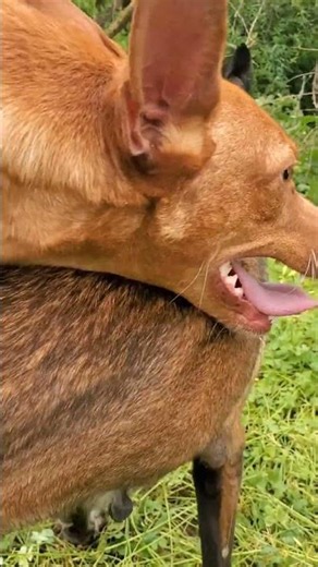 #animals #viral #puppy #motivation #funny #malinois #live #shortvideo