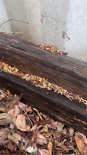 🕷️ Unwanted Pests: The Silent Problem in Every Home 🏠 Whether it’s ants in the kitchen, cockroaches at night, rodents in the roof or termite activity underground — pests can cause serious damage long before you even notice them. 💡 Across Australia, household pests cost homeowners millions every year in repairs, contamination and structural damage. Here’s what they can cause: ⚠️ Termites weakening timber frames ⚠️ Rodents chewing wiring & insulation ⚠️ Cockroaches spreading bacteria ⚠️ Ants in