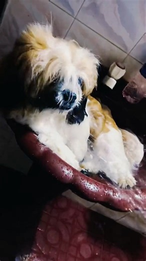 Tiny Puppy Takes a Bath in Bathroom Sink! 🛀🐶 So Cute!