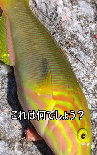 #生き物 #fish #seebass