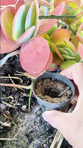 FLAPJACKS KALANCHOE | PADDLE PLANT | THYRSIFLORA Beauty! 🌿 Succulent with Style @greenlifegardenau