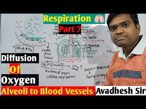 Diffusion of Oxygen from Alveoli to Blood Vessels ll Diffusion of Oxygen ll Exchange of Gases