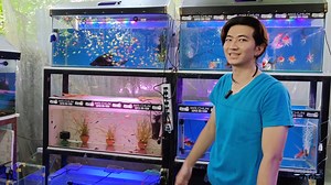 MRTV-4 Series မင်းသားနဲ့ သူ့ရဲ့ငါးပိုး 😁 ကိုကောင်းထက်သာဆိုတာကတော့ MRTV-4 ပရိတ်သတ် တော်တော်များများ သိတဲ့ မင်းသားချောပါ အခုတော့ ငါးလေးတွေစမွေးရင်း အလှမွေးငါးဆိုင် ပိုင်ရှင်ဖြစ်လာပါပီ။ အိမ်မှာပဲဖွင့်ထားတဲ့ အိမ်ဆိုင်လေးဆိုတော့ အိမ်ထိသွားအားပေးတဲ့ သူတွေအနေနဲ့လဲ သွားအားပေးလို့ရပါတယ်။ | Under Water