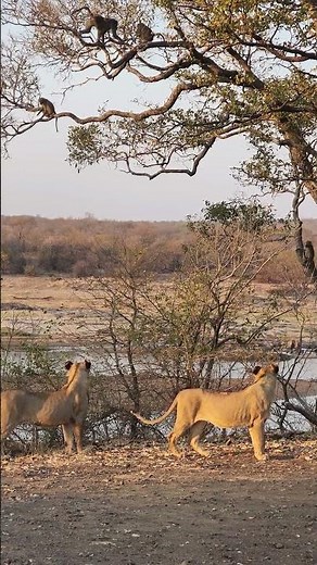 Why Baboons Are Not Afraid of Young Lions