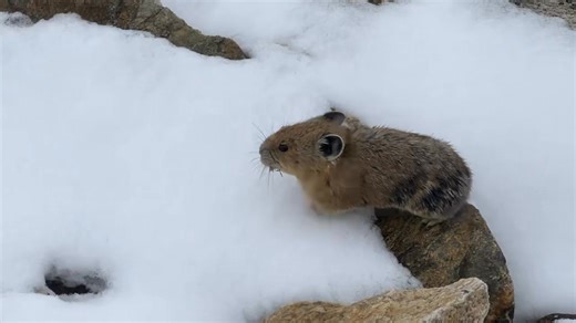 Here’s a short video of a Pika that I came across last fall while hiking in the mountains. The American Pika, AKA rock rabbit or whistling hare, lives in the mountainous areas of Alberta and BC and some western states. They are known for the whistle sound they make when intruders are around or, just for general communication. They are cute little guys. | Todd Loewen